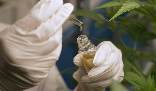 What is the Difference Between Hemp and Marijuana?