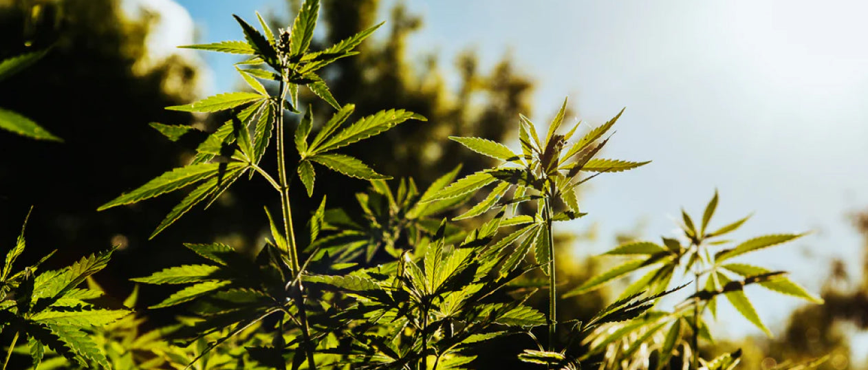 8 INTRIGUING FACTS WE BET YOU DIDN'T KNOW ABOUT HEMP-DERIVED THC