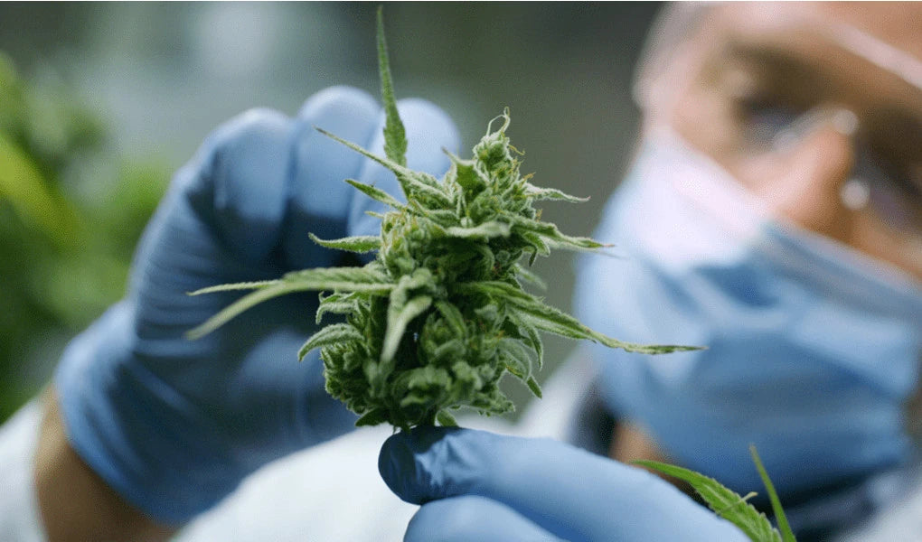 Microdosing: A Growing Trend in Productivity and Wellness